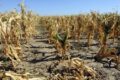Pre-allarme siccità in Puglia. Coldiretti annuncia che si è perso l'89% di acqua piovana. Calo significativo della produzione agricola