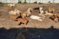 54 cani da salvare alle Isole Tremiti.